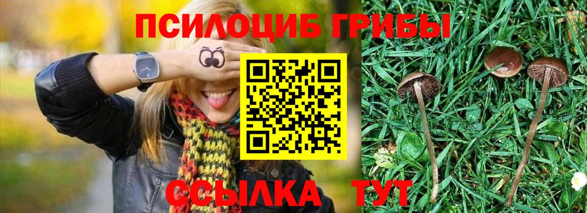 Галлюциногенные грибы Psilocybine cubensis  Галлюциногенные грибы мицелий  Вход с VPN  Зеленокумск 